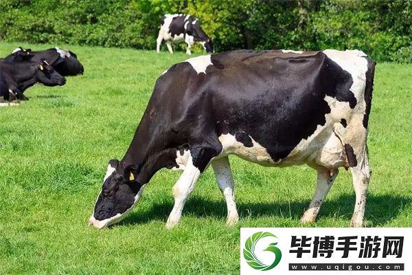 2024海龟汤题目和答案全套